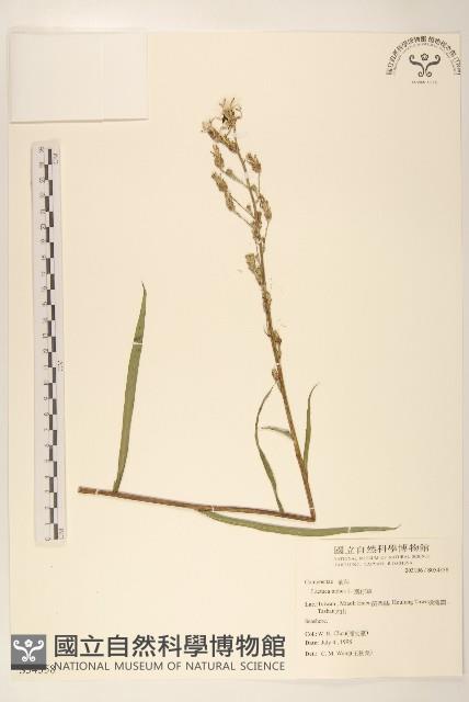 鵝仔草藏品圖，第1張