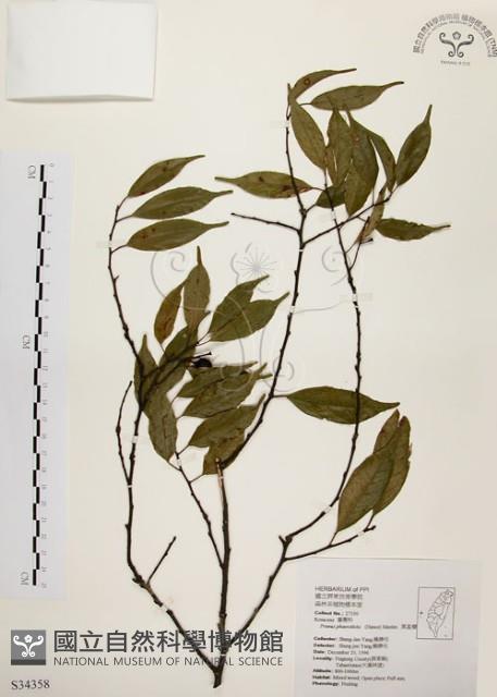 墨點櫻桃、黑星櫻藏品圖，第1張