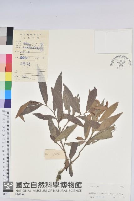 小葉五月茶藏品圖，第1張