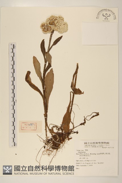 登錄號:S074358藏品圖，第1張