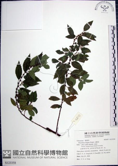 水雞油藏品圖，第1張