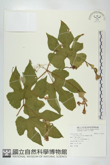 括樓藏品圖，第1張