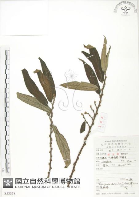 水麻藏品圖，第1張