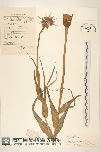 蒜葉婆羅門參藏品圖，第1張