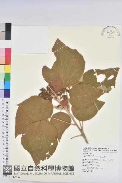 野桐藏品圖，第1張