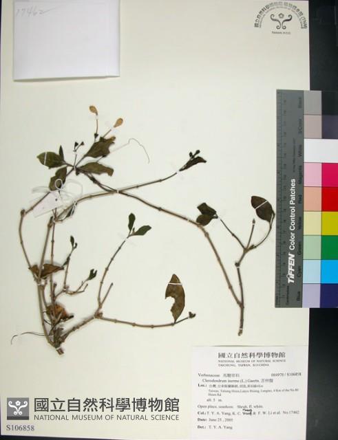 苦林盤藏品圖，第1張