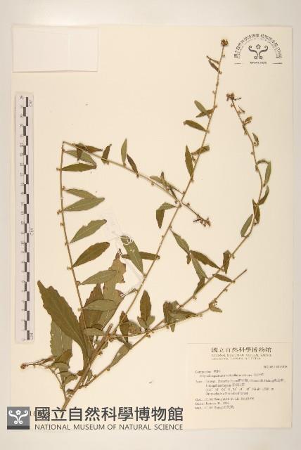 秋分草藏品圖，第1張