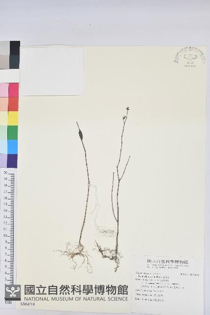 登錄號:S096858藏品圖，第1張