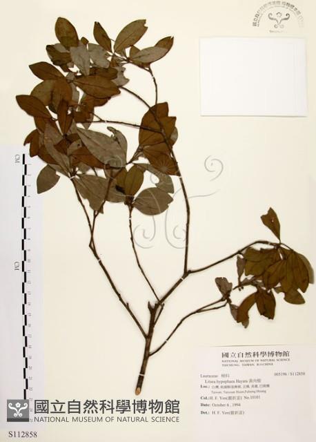 黃肉樹, 小梗木薑子藏品圖，第1張