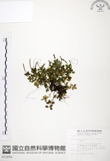 小椒草藏品圖，第1張