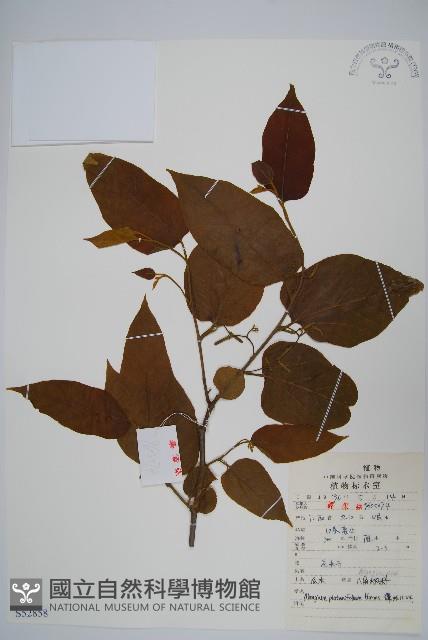 八角楓、瓜木藏品圖，第1張