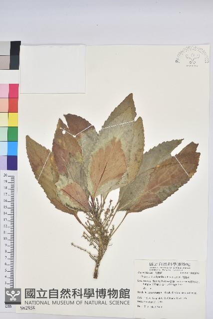 假鐵莧藏品圖，第1張