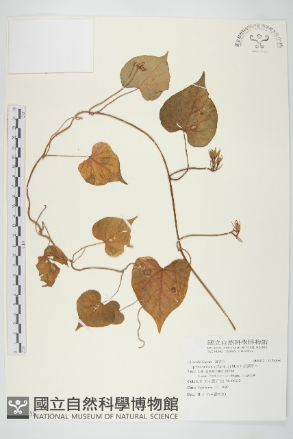銳葉牽牛藏品圖，第1張