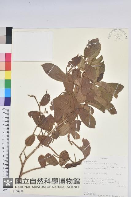 登錄號:S100858藏品圖，第1張