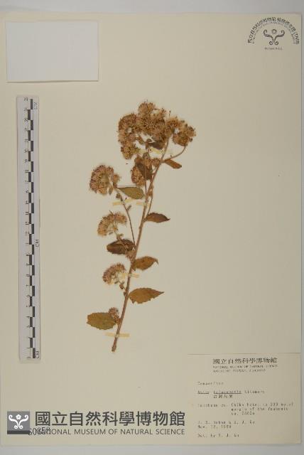 臺灣馬蘭藏品圖，第1張