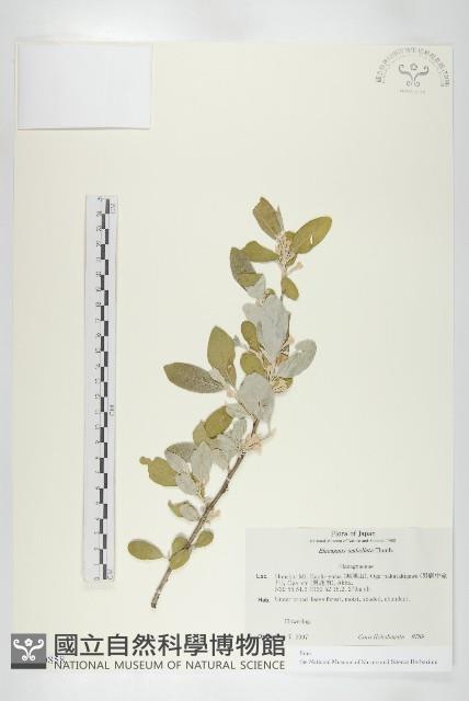 小葉胡頹子藏品圖，第1張