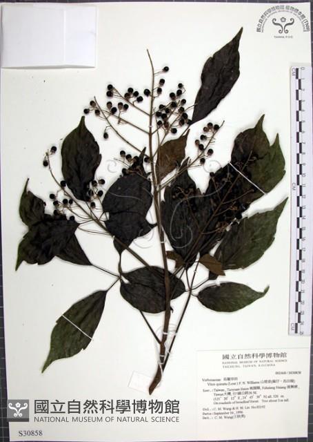 山埔姜藏品圖，第1張