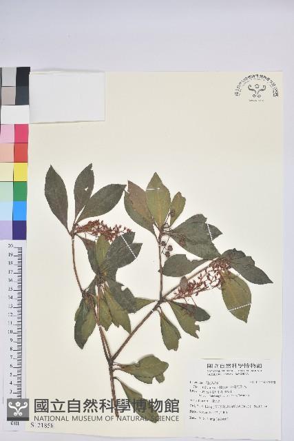 臺灣馬醉木藏品圖，第1張