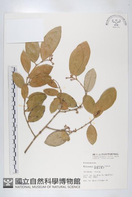 臺灣胡頹子藏品圖，第1張