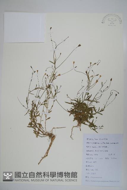 細葉蘭花參藏品圖，第1張