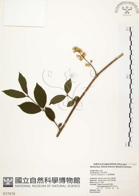 心基葉溲疏藏品圖，第1張