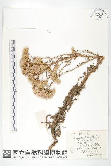 翼莖鳳毛菊藏品圖，第1張