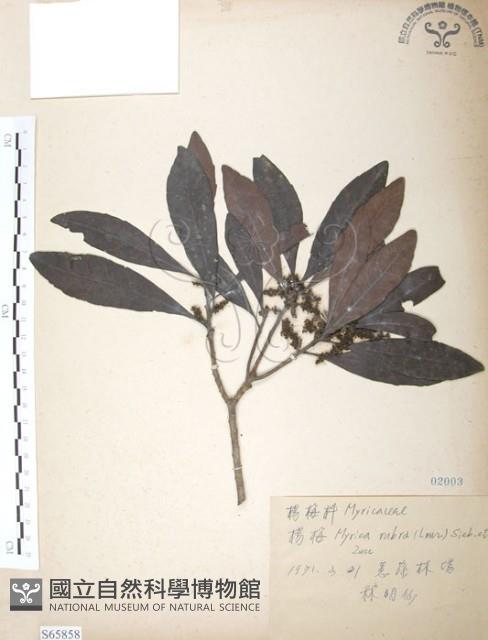 楊梅藏品圖，第1張