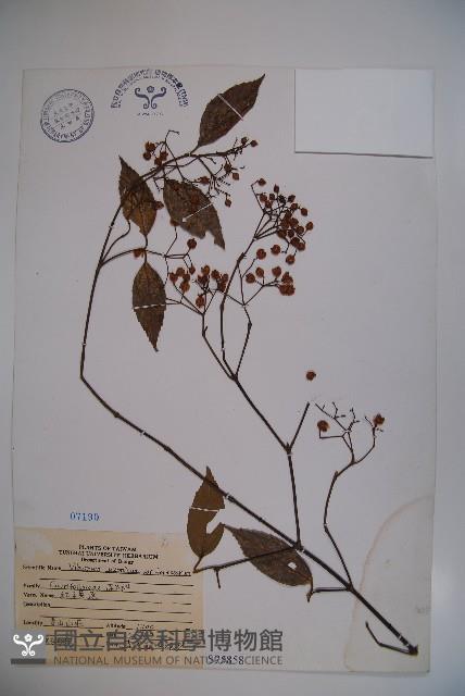 紅子莢迷藏品圖，第1張