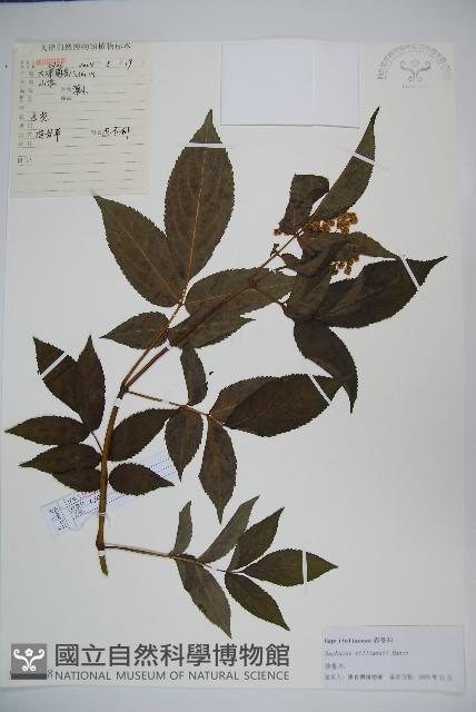 接骨木，木蒴藋藏品圖，第1張