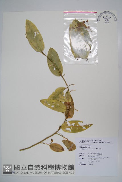 蘭嶼山柑藏品圖，第1張