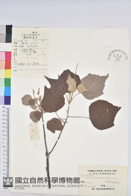 白背葉藏品圖，第1張