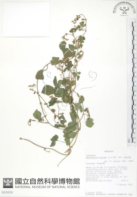 小葉括根藏品圖，第1張