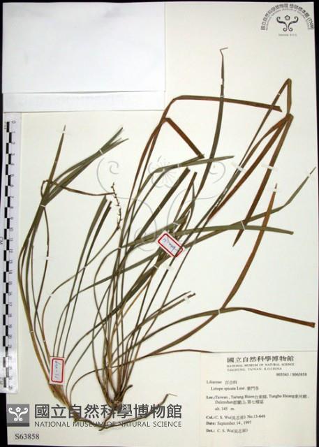 麥門冬藏品圖，第1張