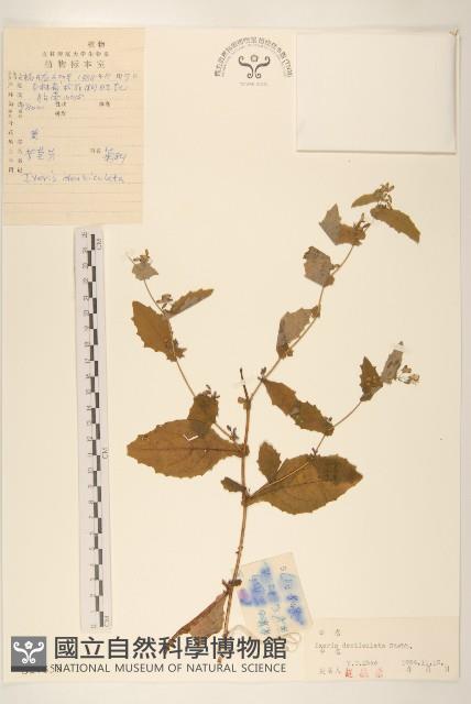 苦實菜藏品圖，第1張