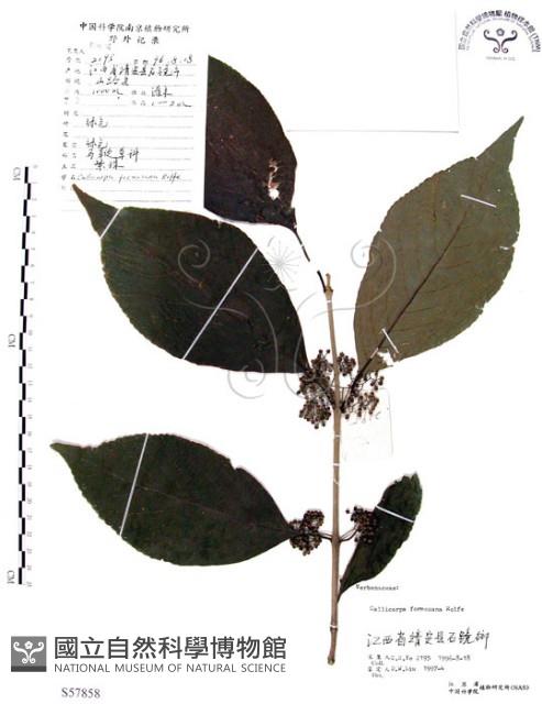 杜虹花，台灣紫珠藏品圖，第1張