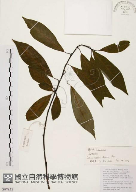 山胡椒藏品圖，第1張