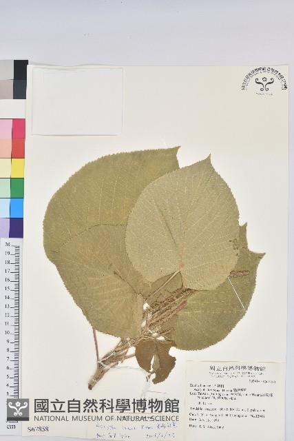 蘭嶼鐵莧、綠島鐵莧藏品圖，第1張