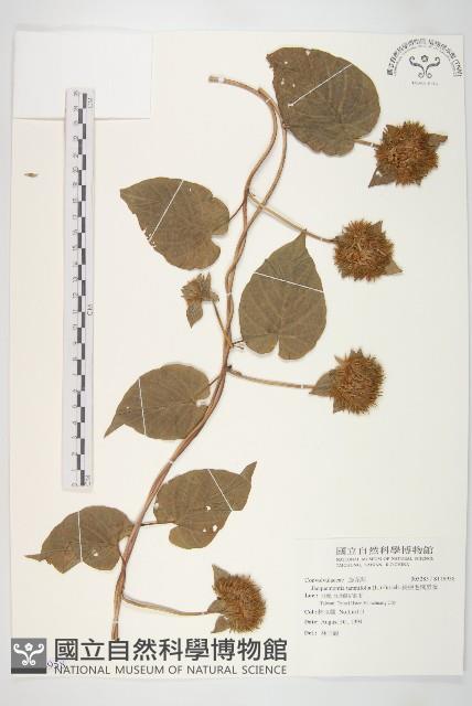 長梗毛娥房藤藏品圖，第1張