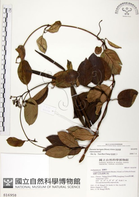 爬森藤藏品圖，第1張