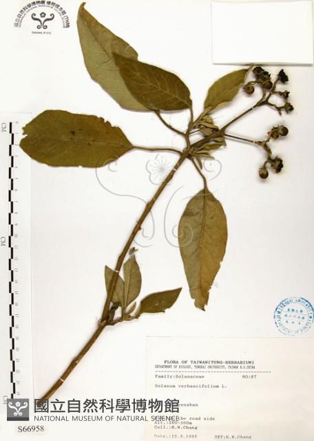 山煙草藏品圖，第1張