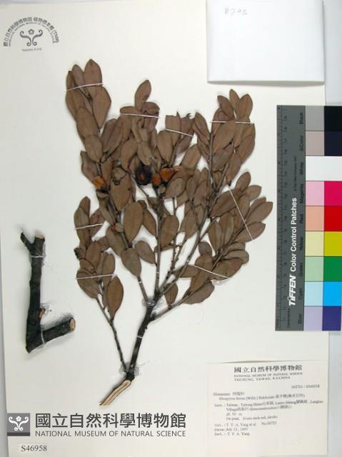 象牙柿藏品圖，第1張