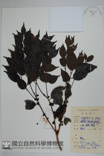 短梗冬青藏品圖，第1張