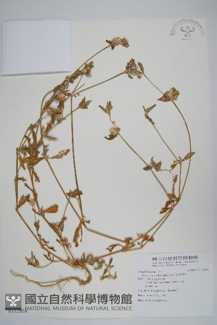 短穗假千日紅藏品圖，第1張