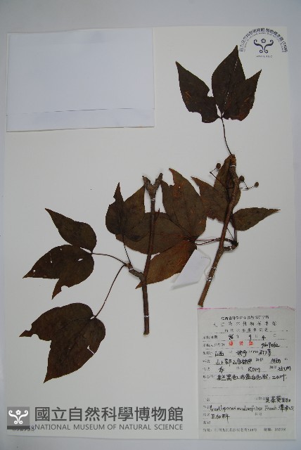 吳茱萸五加藏品圖，第1張