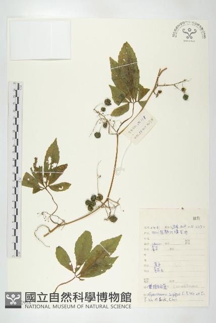 長葉絞股藍藏品圖，第1張