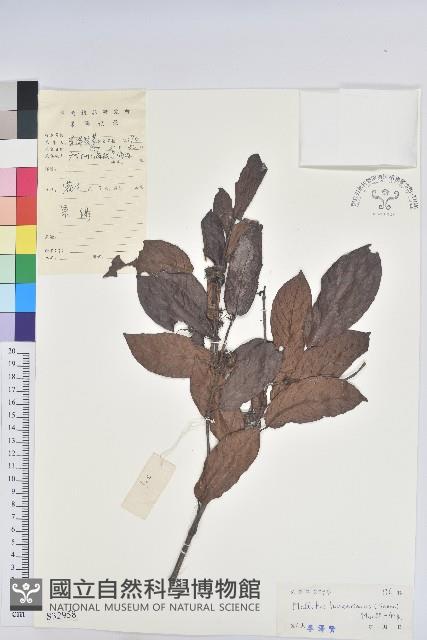 粗毛野桐藏品圖，第1張