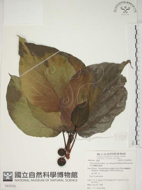 蘭嶼落葉榕藏品圖，第1張