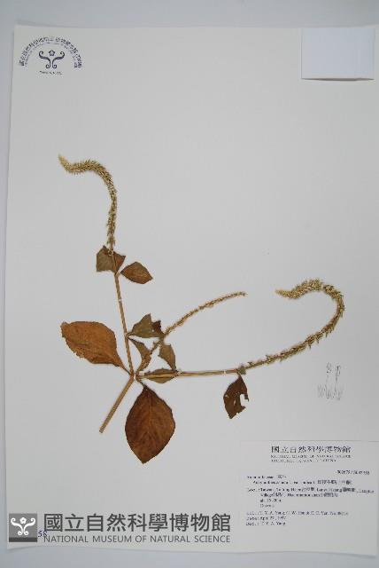 印度牛膝、土牛藤藏品圖，第1張