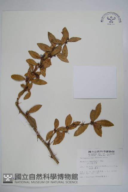 臺灣小蘗藏品圖，第1張