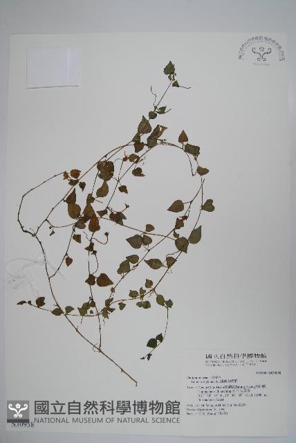 圓葉山梗菜藏品圖，第1張